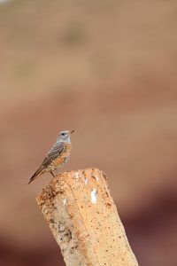Angola-Steinschmätzer