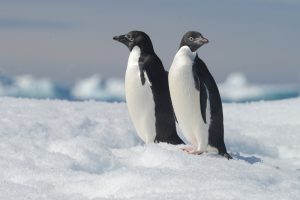 Antarktischer Pinguin