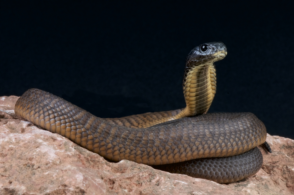 Arabische Kobra (Naja arabica) im Steckbrief Merkmale, Vorkommen