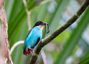 Azurbauch-Pitta