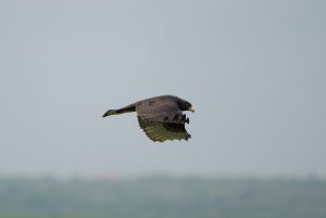 Bänderbussard