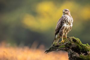 Bannerman-Bussard