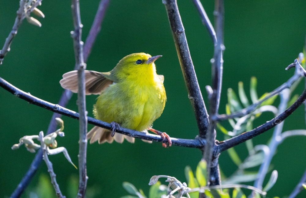 Bergsänger (Paroreomyza montana) im Steckbrief Merkmale, Vorkommen