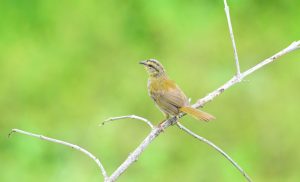 Black-striped Sparrow