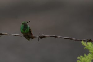 Blauaugen-Nektarvogel