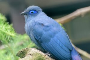 Blaue Seidenkuckuck