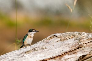 Blaueisvogel