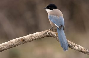 Blauer Dickichtvogel