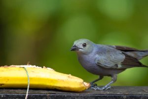 Blaugrauer Bambus-Ameisenwürger