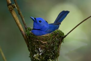 Blaugrauer Paradiesmonarch