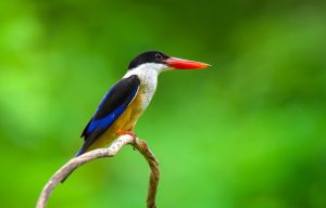 Blauschwarzer Eisvogel