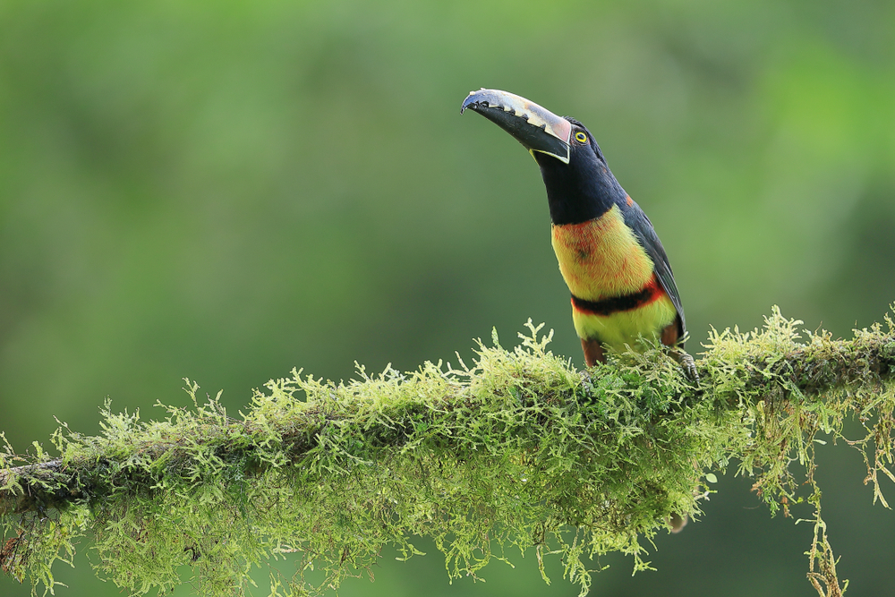 BlutAraponga (Pteroglossus sanguineus) im Steckbrief Merkmale