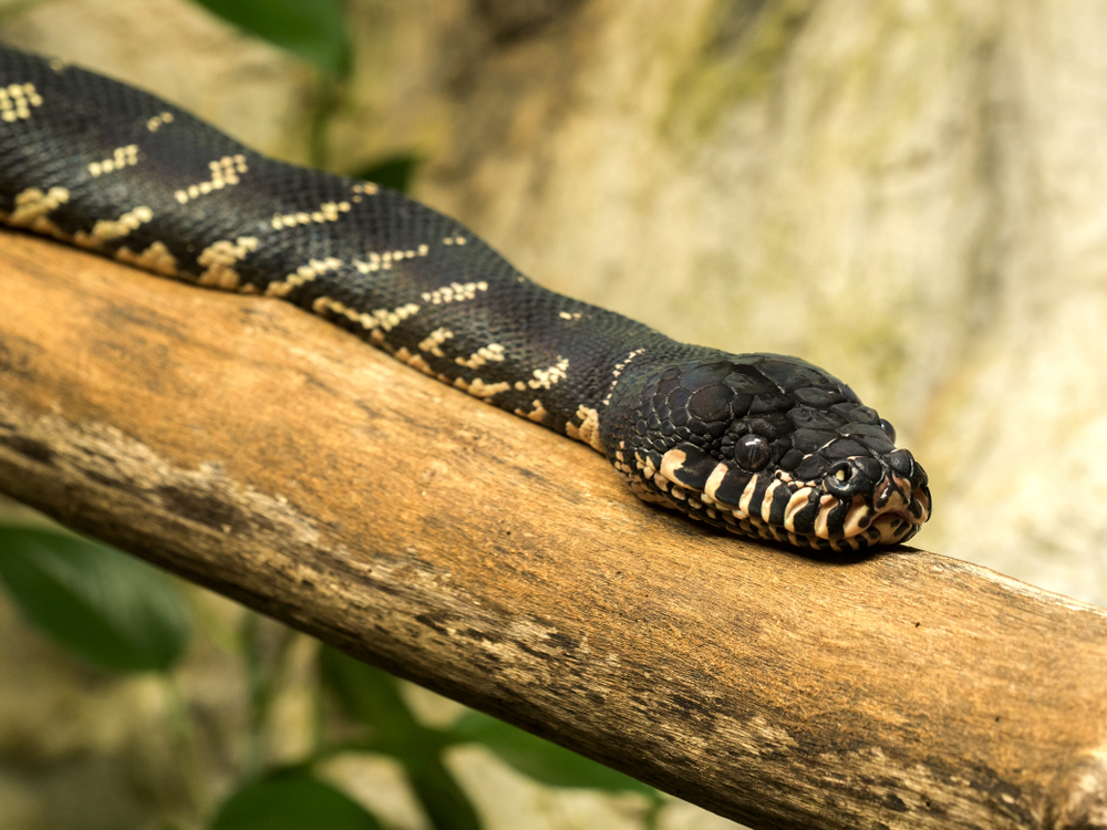 Boelens Python im Steckbrief - Merkmale, Vorkommen, Verhalten etc.