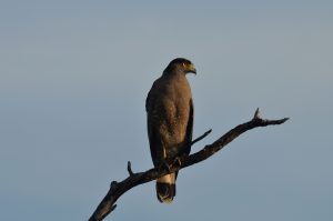 Borneo-Schlangenadler