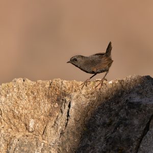 Brauen-Tapaculo