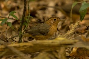 Braunscheitel-Augenbrauenbabbler