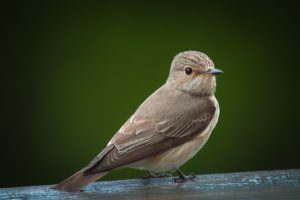 Breitschnabel-Fliegenschnäpper