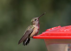 Breitschwanz-Kolibri