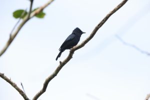 Broad-billed Flycatcher