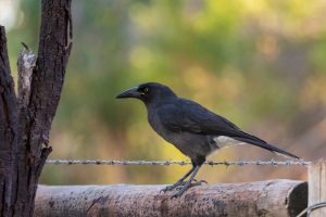 Bunt-Drongo