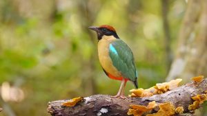 Bunt-Pitta