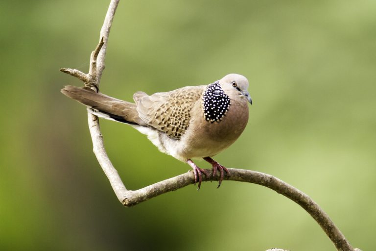 Knorpelfische (Chondrichthyes) Tierenzyklopaedie