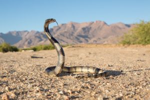 Coral Cobra