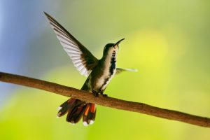 Costa Rica-Mangokolibri