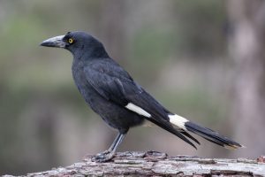 Dickschnabel-Drongo