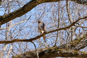 Einsamer Bussard