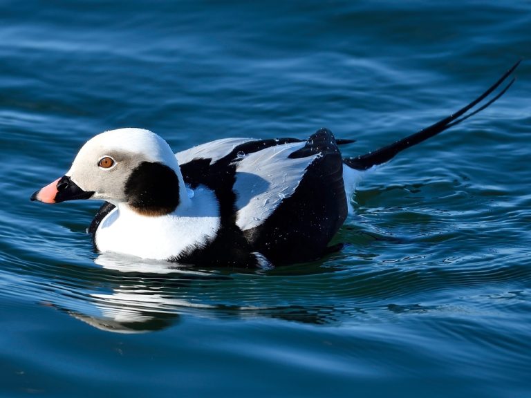 Eisente (Clangula hyemalis) im Steckbrief Merkmale, Vorkommen