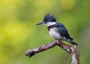 Eisvogel