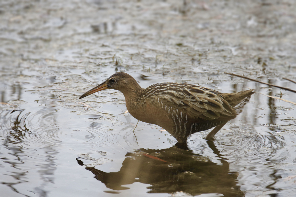 Elegante Ralle (Rallus elegans) im Steckbrief Merkmale, Vorkommen