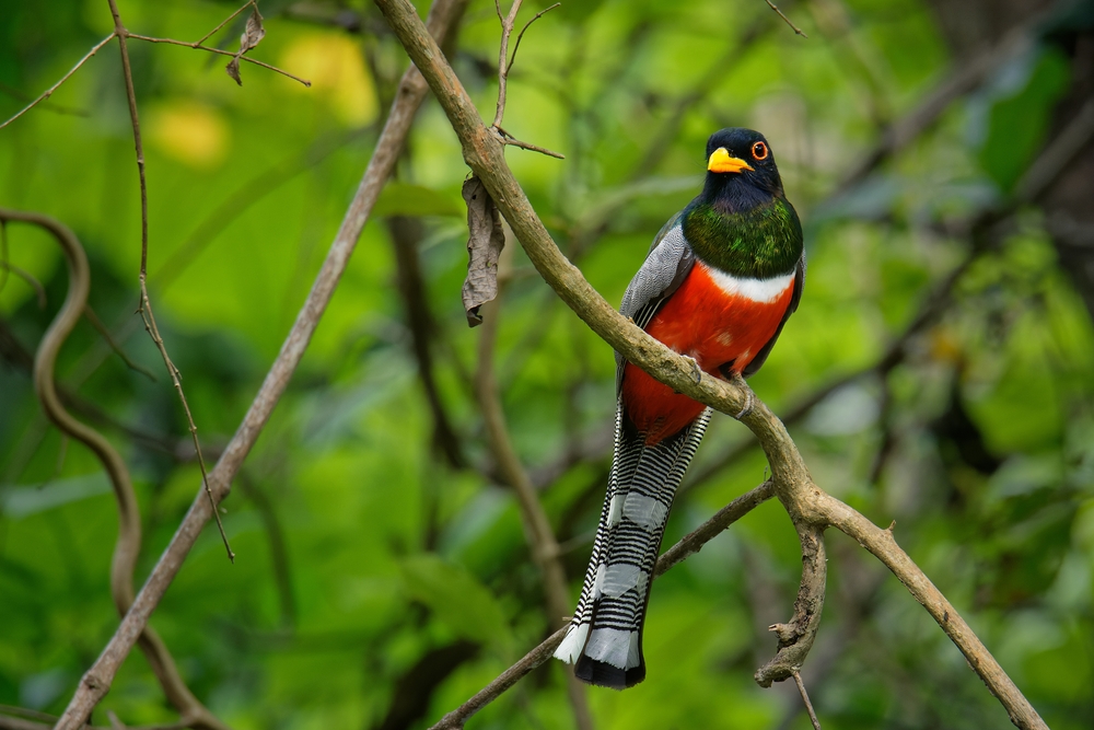 Eleganter Quetzal (Trogon elegans) im Steckbrief Merkmale, Vorkommen