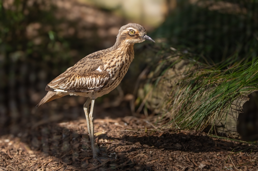 Europäischer Triel (Burhinus grallarius) im Steckbrief Merkmale
