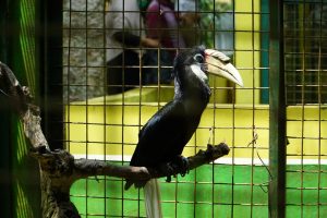 Faltenhornvogel