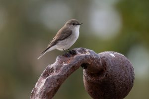 Faszinierender Fliegenschnäpper