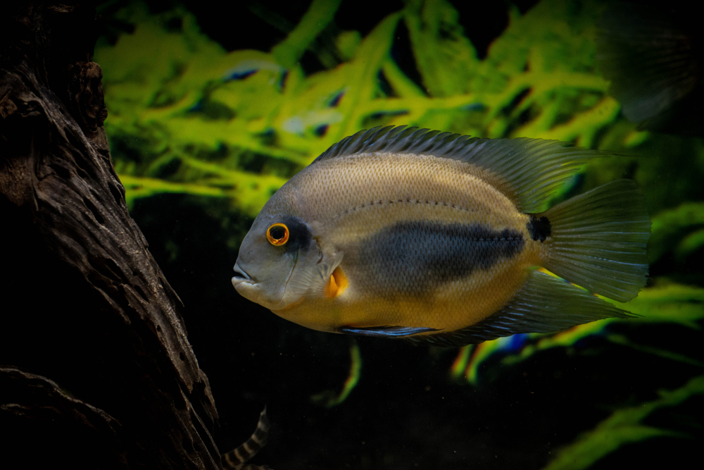 Fledermaus-Buntbarsch (Uaru) im Steckbrief - Merkmale, Vorkommen ... Fledermaus-Buntbarsch (Uaru) im Steckbrief - Merkmale, Vorkommen ...