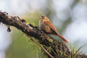 Fuchs-Buschhäher