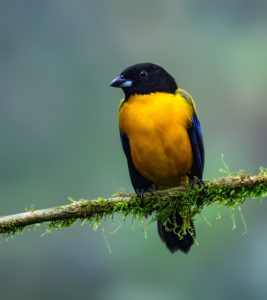 Fulvous Shrike