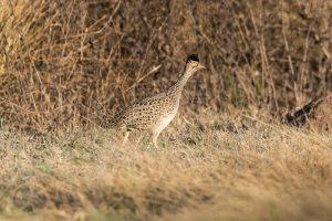 Geflecktes Zwerghuhn
