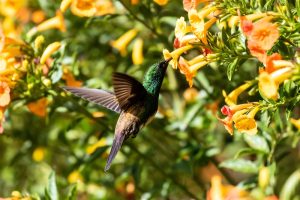 Gefranster Mangokolibri
