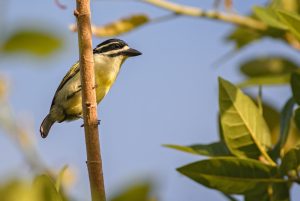 Gelbbäuchiger Bartvogel