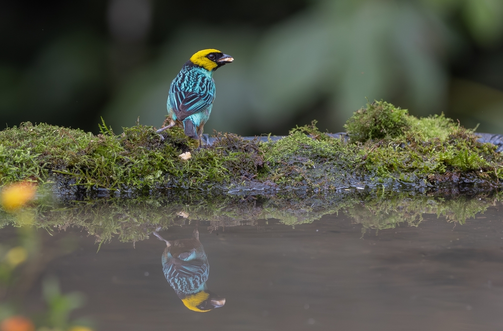 Tangaren (Thraupidae) Tierenzyklopaedie