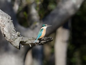 Gertrud-Eisvogel