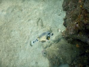 Gestreifter Kofferfisch