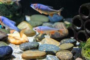 Golden Shiner