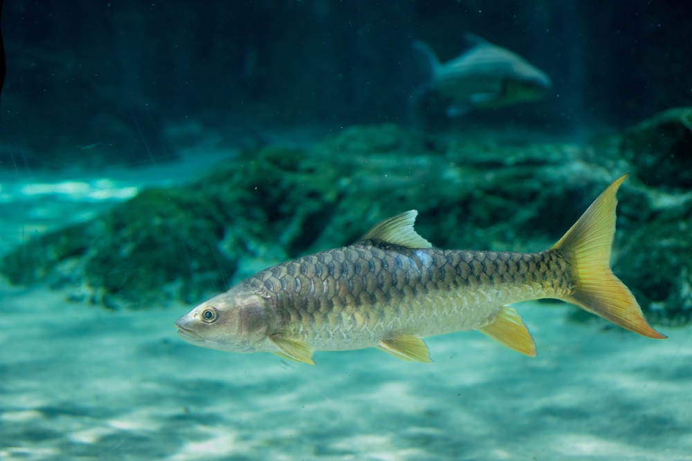 Goldmahseer (Tor putitora) im Steckbrief - Merkmale, Vorkommen ...