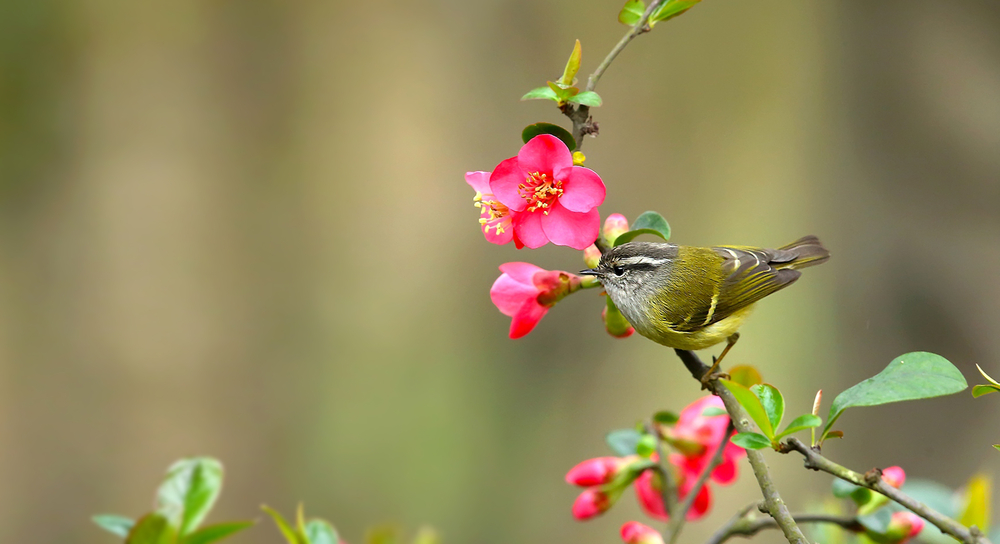 Goodsons Laubsänger (Phylloscopus goodsoni) im Steckbrief Merkmale
