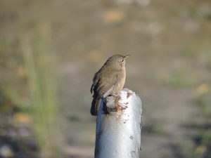 Grauameisenpitta